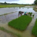 Semangat Gotong Royong! Babinsa dan Petani Bersatu di Sawah Langsa Barat