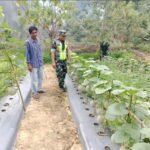 Babinsa Tinjau Kebun Melon Siap Panen, Apa Saja Solusi yang Diberikan ke Petani