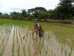 TNI Peduli Pertanian, Sertu Andi Babinsa Koramil 14/Rtp Bantu Pembersihan Sawah Milik Petani