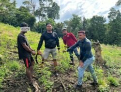 Satresnarkoba Polres Aceh Besar Berhasil Lakukan Pengungkapan Penemuan Ladang Ganja Serta Meringkus Seorang Pelaku