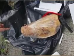 Kepala Babi Dikirim ke Wartawan Tempo Aksi Teror Brutal yang Mengancam Kebebasan Pers dan Demokrasi Indonesia