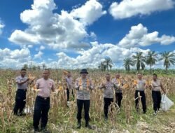 Brimob Kompi 2 Batalyon B Pelopor Aramiah Bersama Kelompok Tani Benteng Anyer Panen Raya Perdana Jagung Meningkatkan Ketahanan Pangan