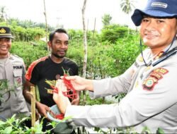 Kapolres Aceh Timur Panen Cabai Yang Ditanam Bhabinkamtibmas Polsek Julok