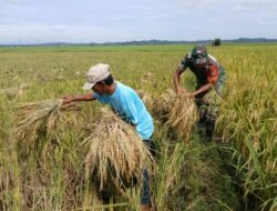 Panen Dulu Baru Ngopi: Babinsa dan Petani di Aceh Timur Tak Tunggu Matahari Terik