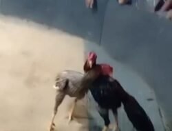 Praktik Sabung Ayam dan Kartu di Tiban Kampung Diduga Kebal Hukum, Diminta Kapolresta Barelang Bubarkan
