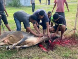 Lapas Kelas IIA Banda Aceh Laksanakan Penyembelihan Hewan Qurban.