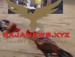 Polsek Setempat Dinilai Takut Bubarkan Sabung Ayam dan Kartu di Tiban Kampung