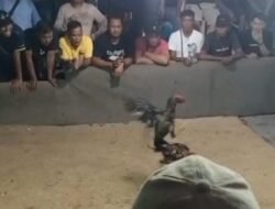 Sabung Ayam di Sagulung Terkesan Adanya Pembiaraan