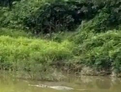 Teror Buaya Belum Usai di Aceh Timur, Masih Saja Menghantui Warga