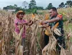 Kerja Sama TNI dan Poktani Siekabut Meningkatkan Produksi Jagung di Ranto Peureulak