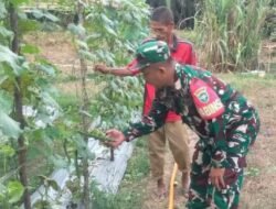 Babinsa Koramil 12/Sry Dampingi Petani, Wujudkan Panen Berkualitas