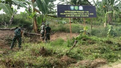 Satgas TMMD Kodim 0104/Atim Sulap Lahan Tidur Jadi Kebun Produktif di Alue Canang