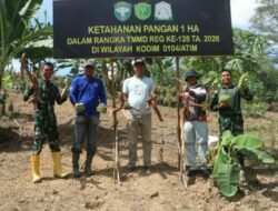 TMMD ke-128 Kodim 0104/Atim Sukseskan Ketahanan Pangan, Satgas dan Warga Panen Ubi Kayu dan Pisang