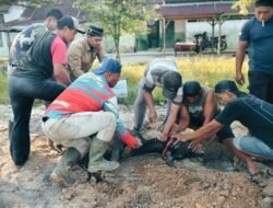 SD 1 Muhammadiyah Langsa Salurkan 7 Hewan Qurban untuk Siswa dan Masyarakat