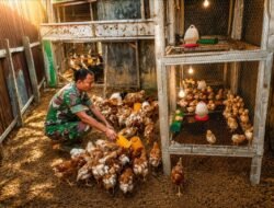 Lahan Terbengkalai Disulap Jadi Sumber Pangan, Babinsa Koramil 09/Nurussalam Tuai Apresiasi