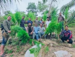Satresnarkoba Polres Langsa Bongkar Ladang Ganja di Perkebunan Sawit, 83 Batang Tanaman Siap Panen Diamankan