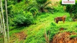 Harimau Dekati Permukiman, Polsek Simpang Jernih Berkoordinasi dengan BKSDA dan Imbau Warga Tingkatkan Kewaspadaan