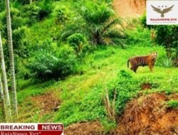 Harimau Dekati Permukiman, Polsek Simpang Jernih Berkoordinasi dengan BKSDA dan Imbau Warga Tingkatkan Kewaspadaan