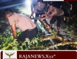Kapolsek Idi Tunong Turun Tangan Evakuasi Pohon Tumbang yang Tutup Jalan