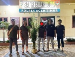 Satres Narkoba Polres Aceh Timur Berhasil Ungkap Kebun Ganja di Peureulak